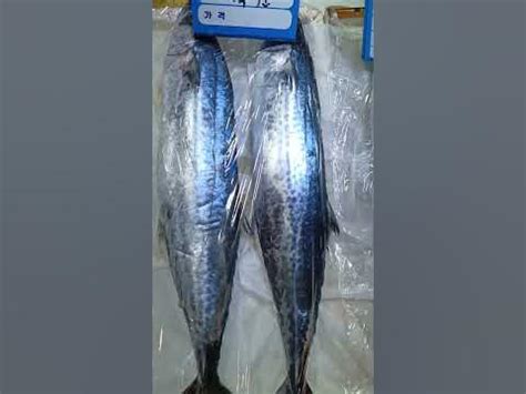 tanigi fish name in english.